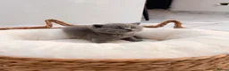 British Shorthair cats for sale: 🌈 🏆 supreme champion 💙BSH 🏆 🧸 - Advert 7