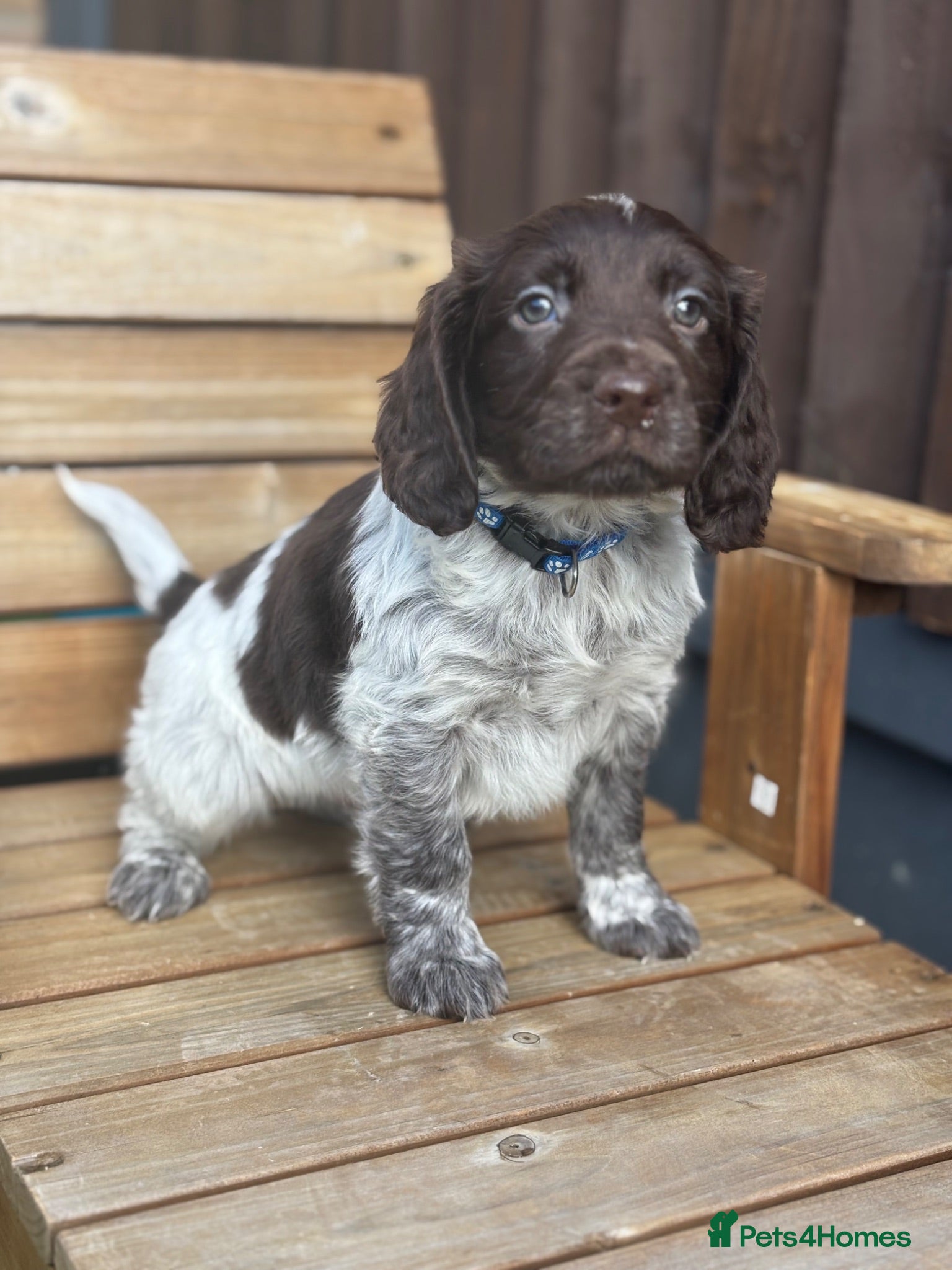 Mixed Breed dogs Ready now ❤️  - Advert 1