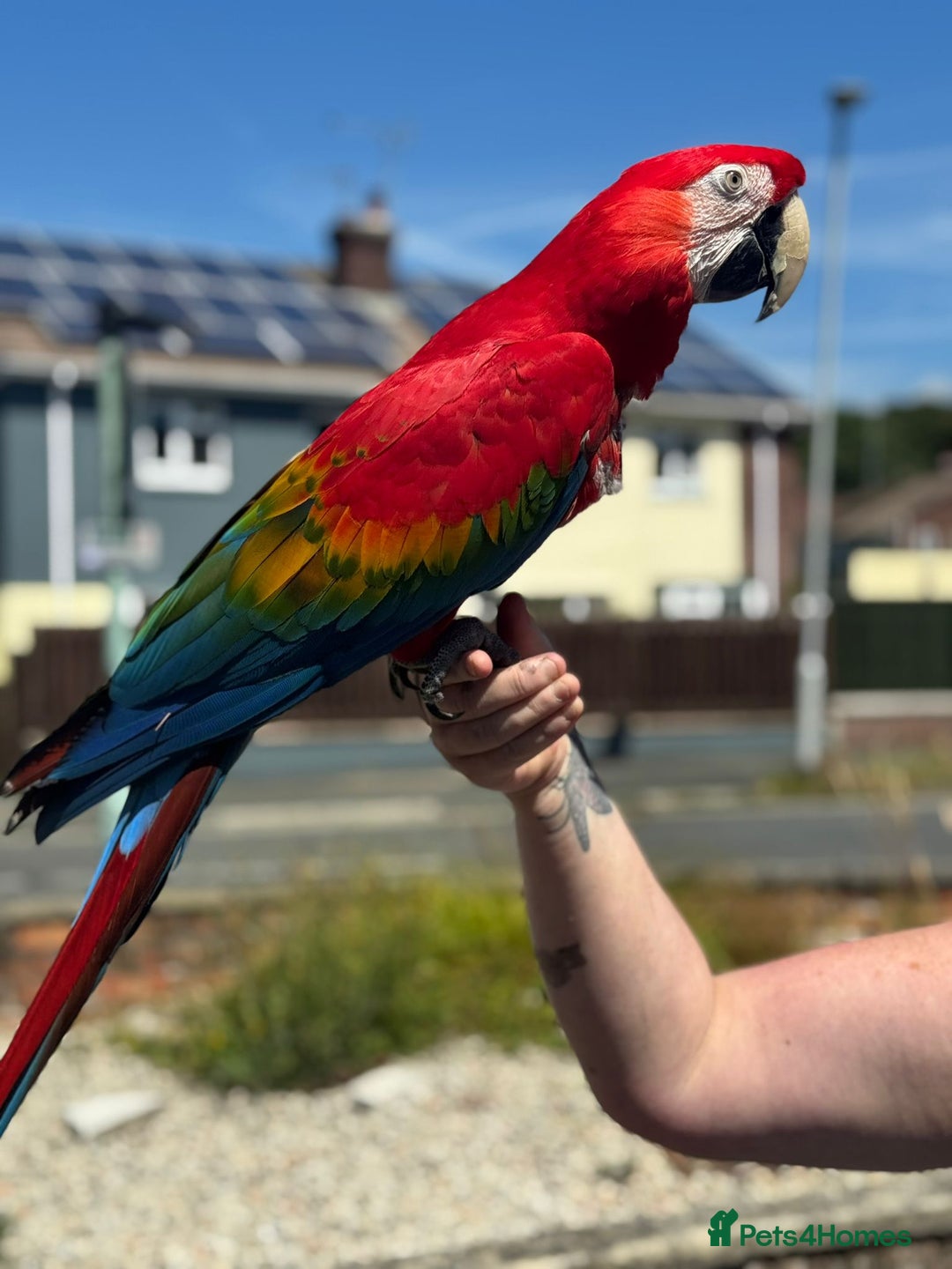 Parrots birds for sale: Various parrots available check description  - Advert 14