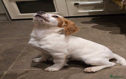 Sprocker dogs for sale: Hendrix the male sprocker available. - Image 26