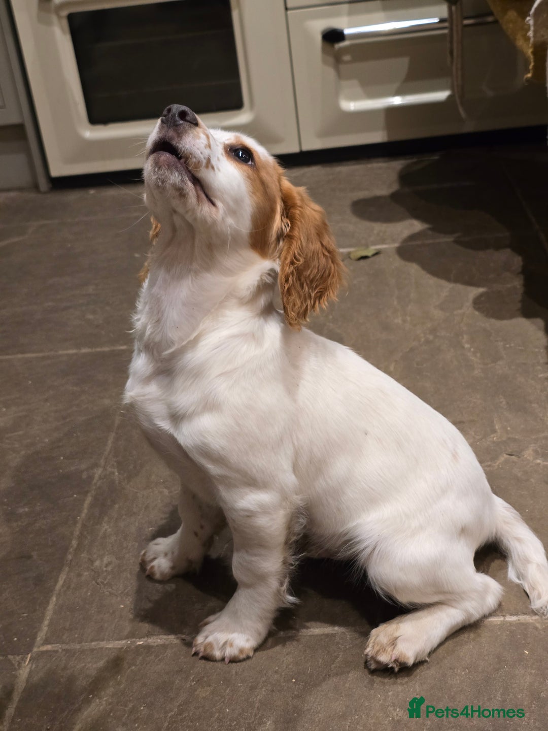 Sprocker dogs for sale: Hendrix the male sprocker available. - Image 26