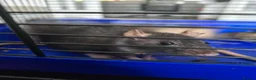 Rat rodents for sale: 4 girl rat for sale - Advert 9