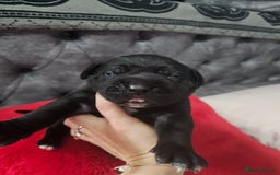 Cane Corso dogs for sale: Cane corso pups  - Image 7