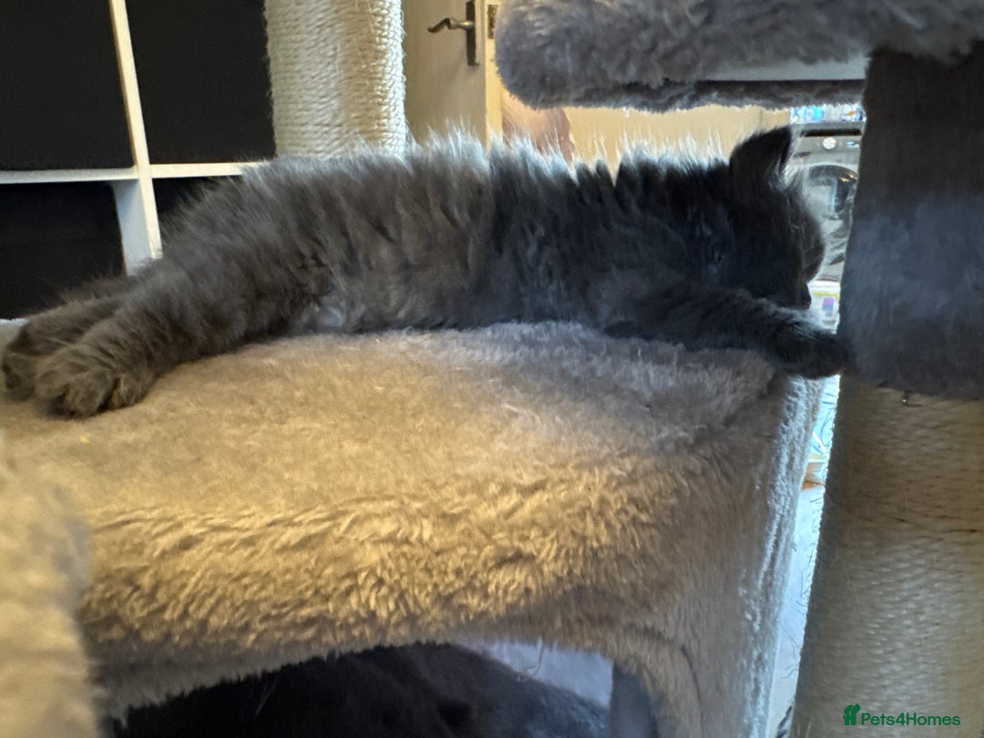 Russian Blue cats for sale: Blue Russian mix - Image 17