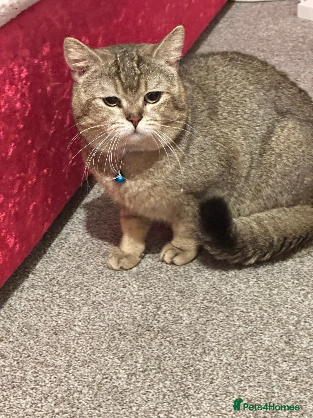 British Shorthair cats for sale: Active GCCF registered, BSH male NY12 - Advert 2