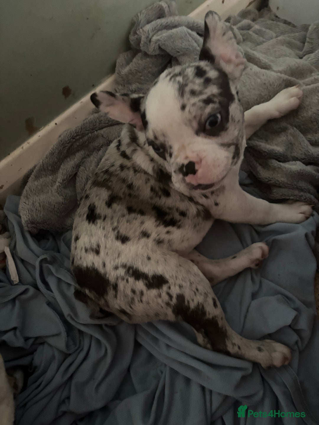 French Bulldog dogs for sale: French bull dogs  - Advert 3