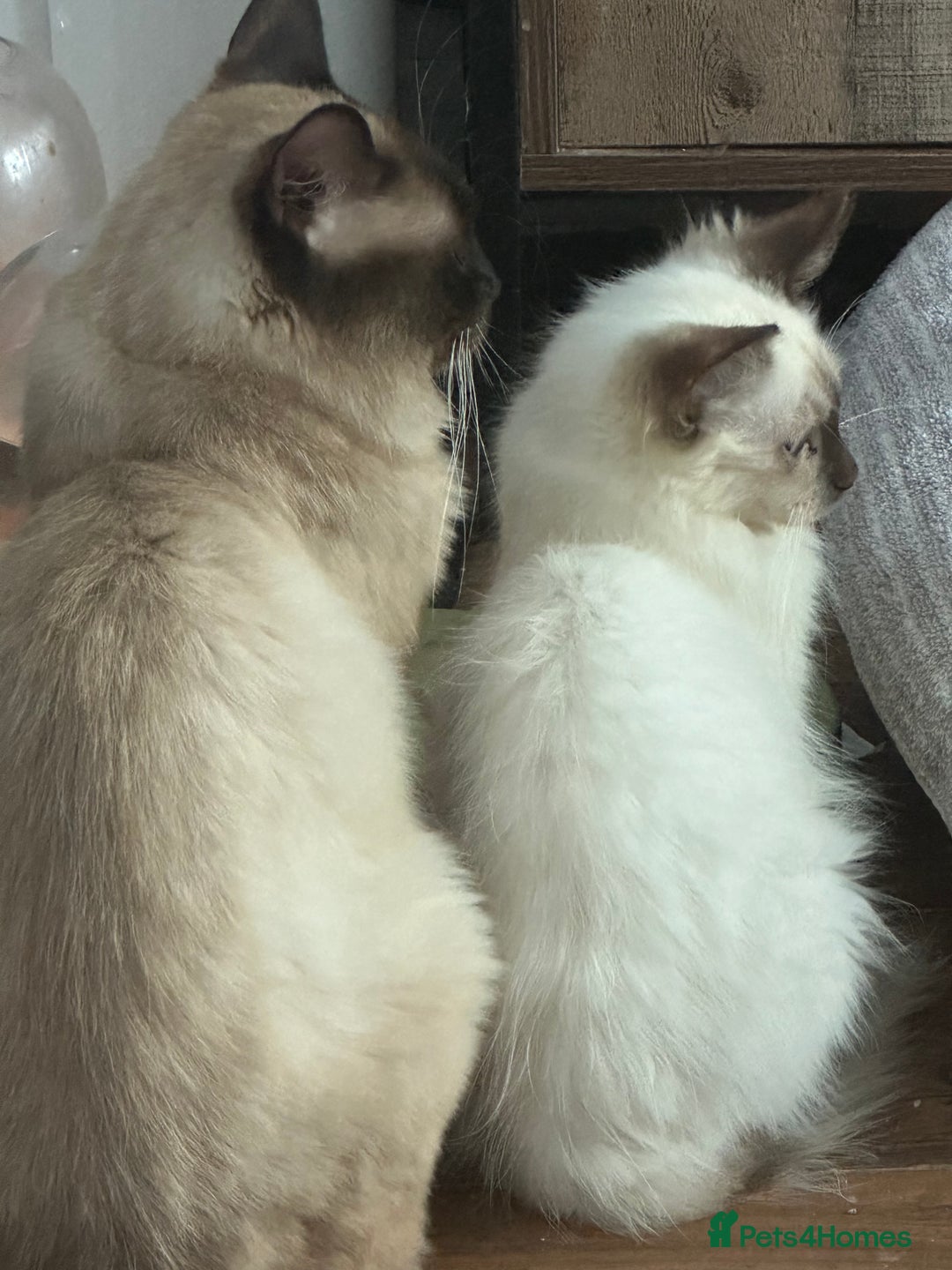 Ragdoll cats for sale: Beautiful ragdoll - Image 5