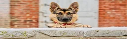 Mixed Breed dogs for sale: Beautiful FarmBred Shollie Puppies–Ready16thAugust - Advert 2
