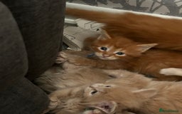 Maine Coon cats for sale: 1 boy is now available and 2 cream girls   - Image 27
