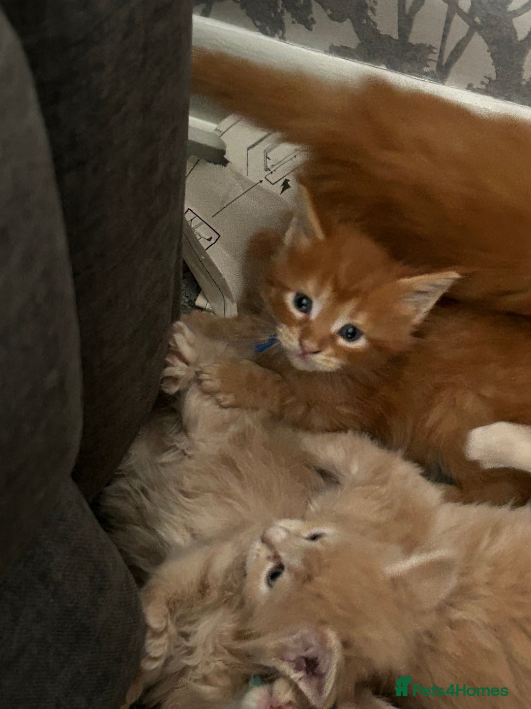 Maine Coon cats for sale: 1 boy is now available and 2 cream girls   - Image 27