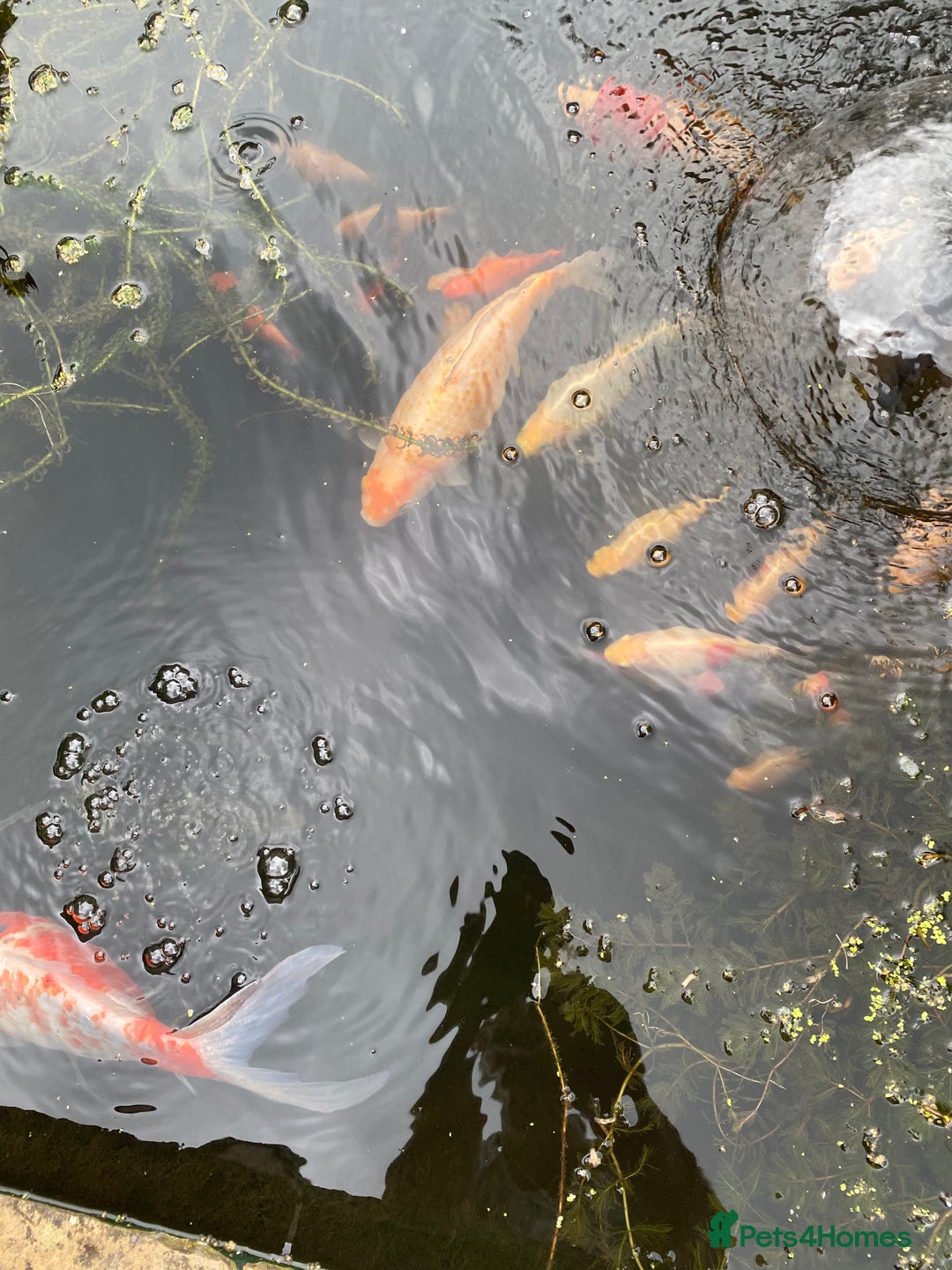 Pond Fish fish for sale: Home bred Pond Fish - Image 3