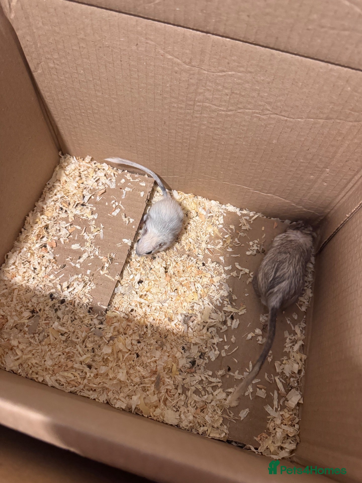 Gerbil rodents 1 x pair of male gerbils  - Advert 13