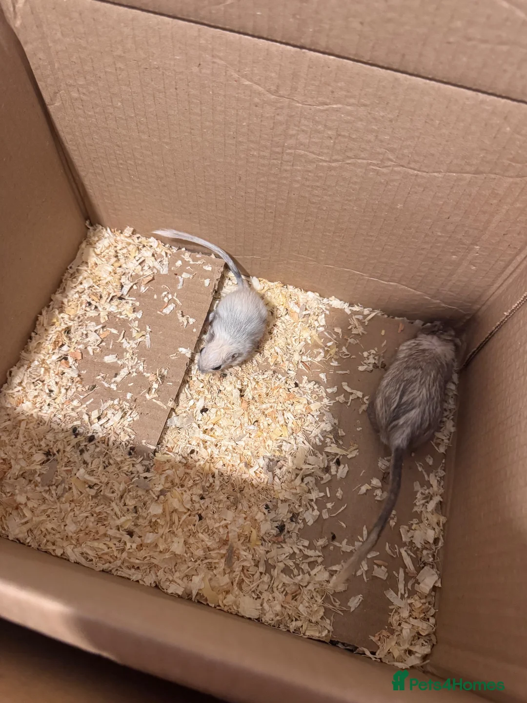 Gerbil rodents for sale: 1 x pair of male gerbils  - Advert 1