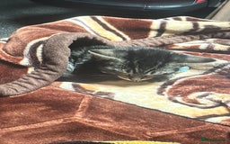 British Shorthair cats for sale: british shorthair tabby kitten - Image 8
