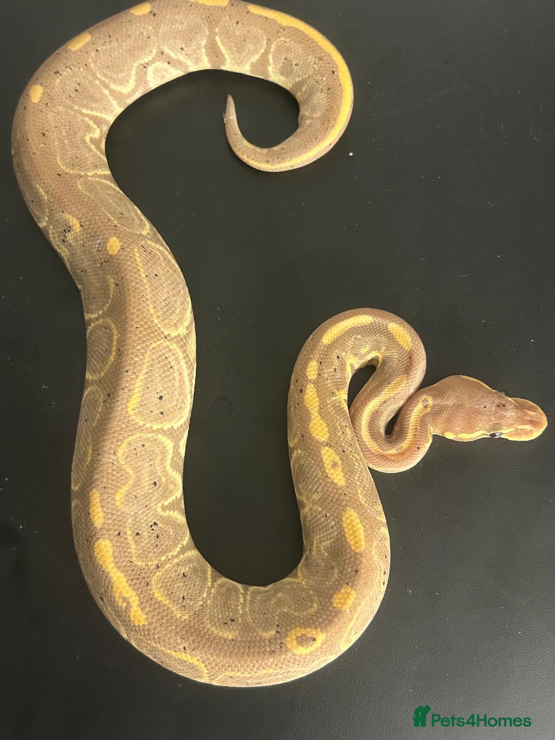 Python Snake reptiles for sale: Ball Pythons  - Advert 3