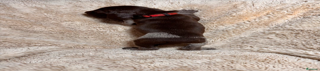 German Shorthaired Pointer Puppy 2