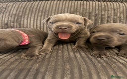 Staffordshire Bull Terrier dogs for sale: READY NOW 1 gorgeous blue staffy puppy left  - Image 26