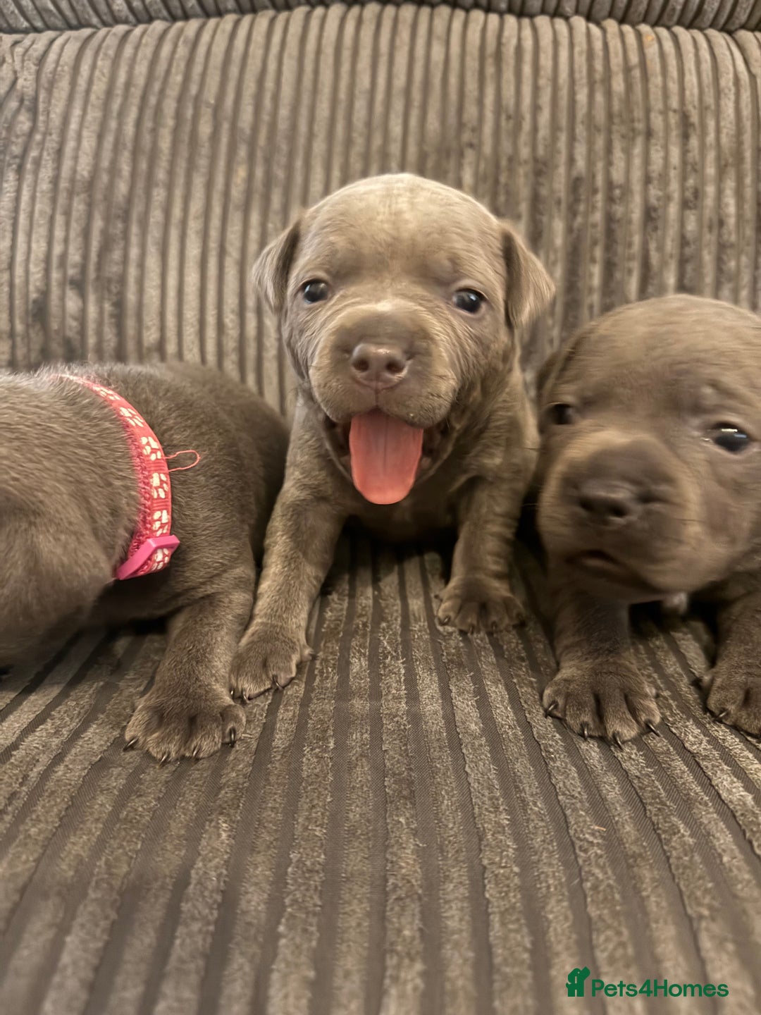 Staffordshire Bull Terrier dogs for sale: READY NOW 1 gorgeous blue staffy puppy left  - Image 26