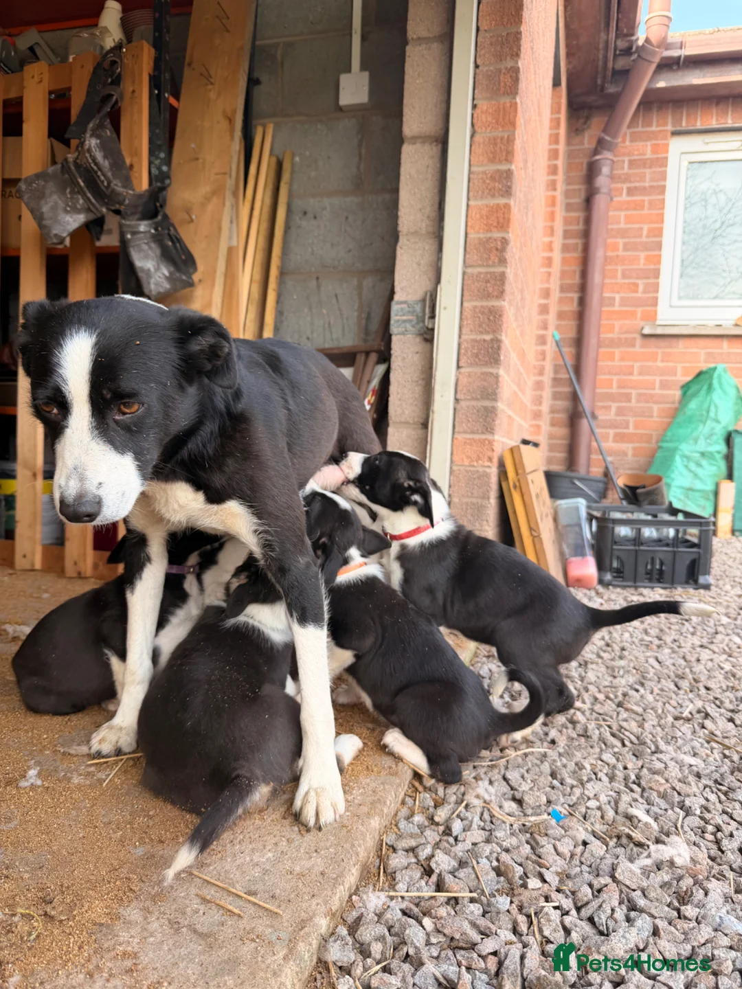 Border Collie dogs for sale: Lovely puppies for sale in Penrith - Advert 2