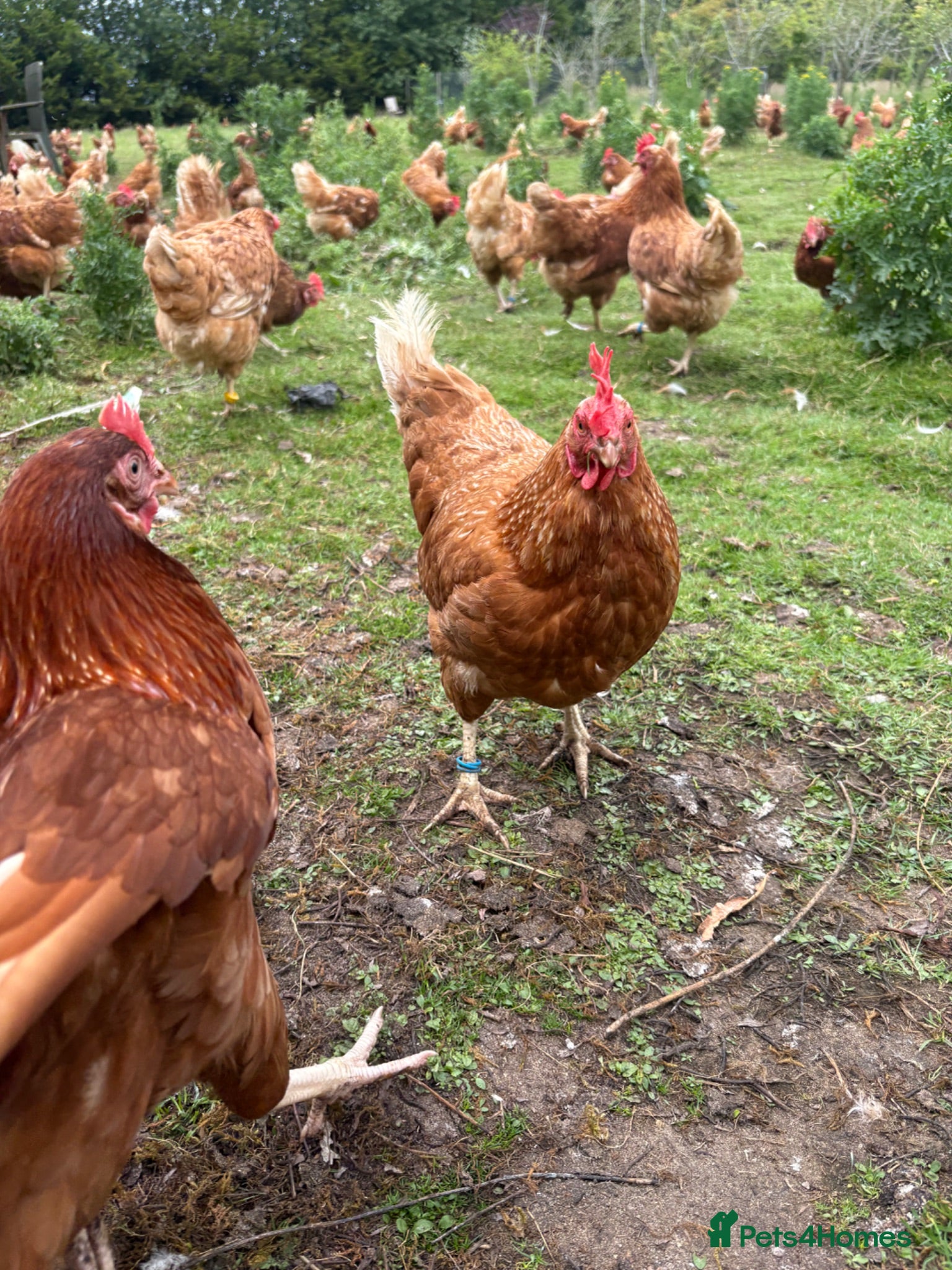 Chickens poultry 13 month laying hens - Advert 2