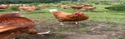 Chickens poultry for sale: 13 month laying hens - Advert 1