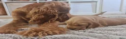 Cocker Spaniel dogs for sale: 3 golden Cocker Spaniels  - Advert 24