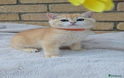 British Shorthair cats for sale: Gorgeous golden fluffs ready now in Peterborough - Image 8