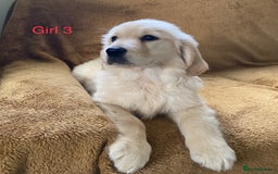 Golden Retriever dogs for sale: KC Registered Golden Retriver Puppies - Image 26