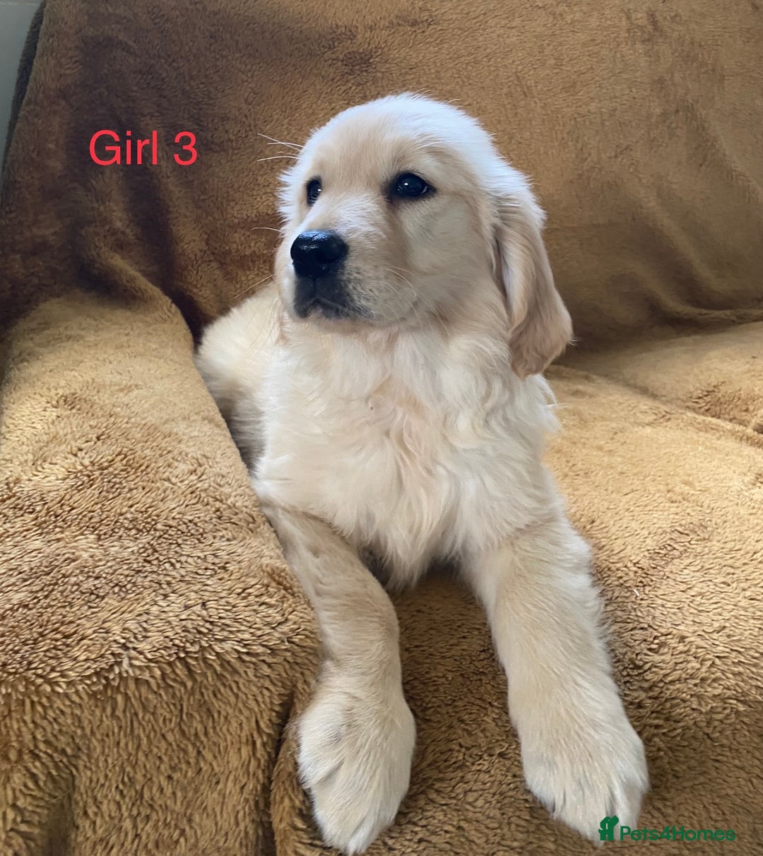 Golden Retriever dogs for sale: KC Registered Golden Retriver Puppies - Image 26