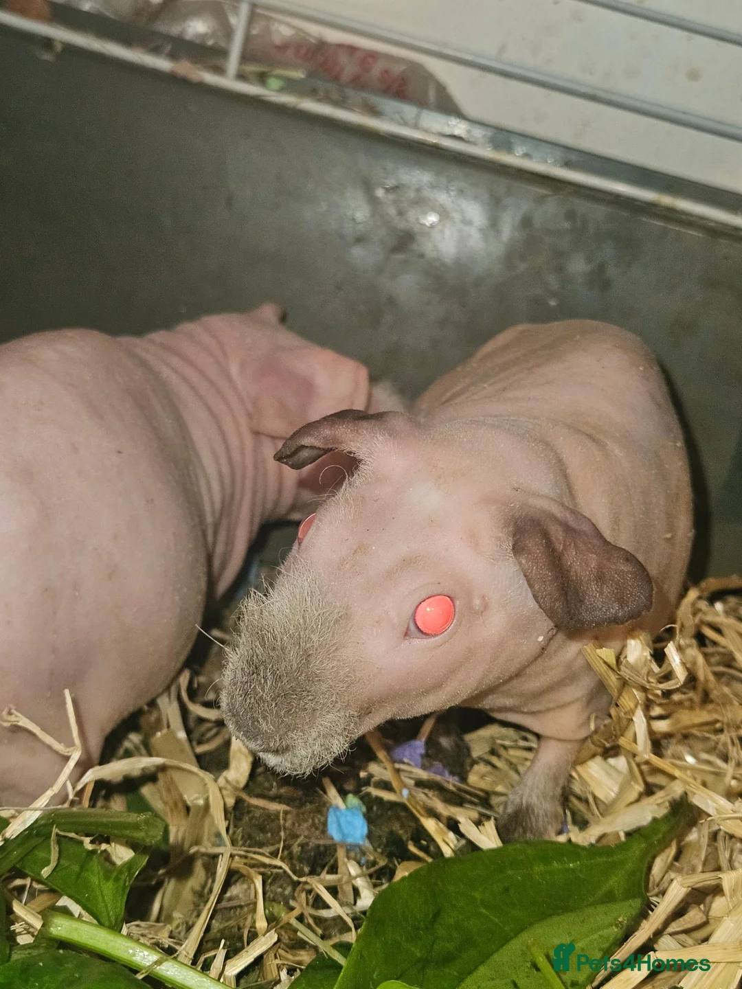 Guinea Pig rodents for sale: 4 male skinny pig boars - Advert 21