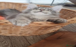 Maine Coon cats for sale: Only one left 🏅TICA🏅Pedigree maine coon kitten  - Image 6
