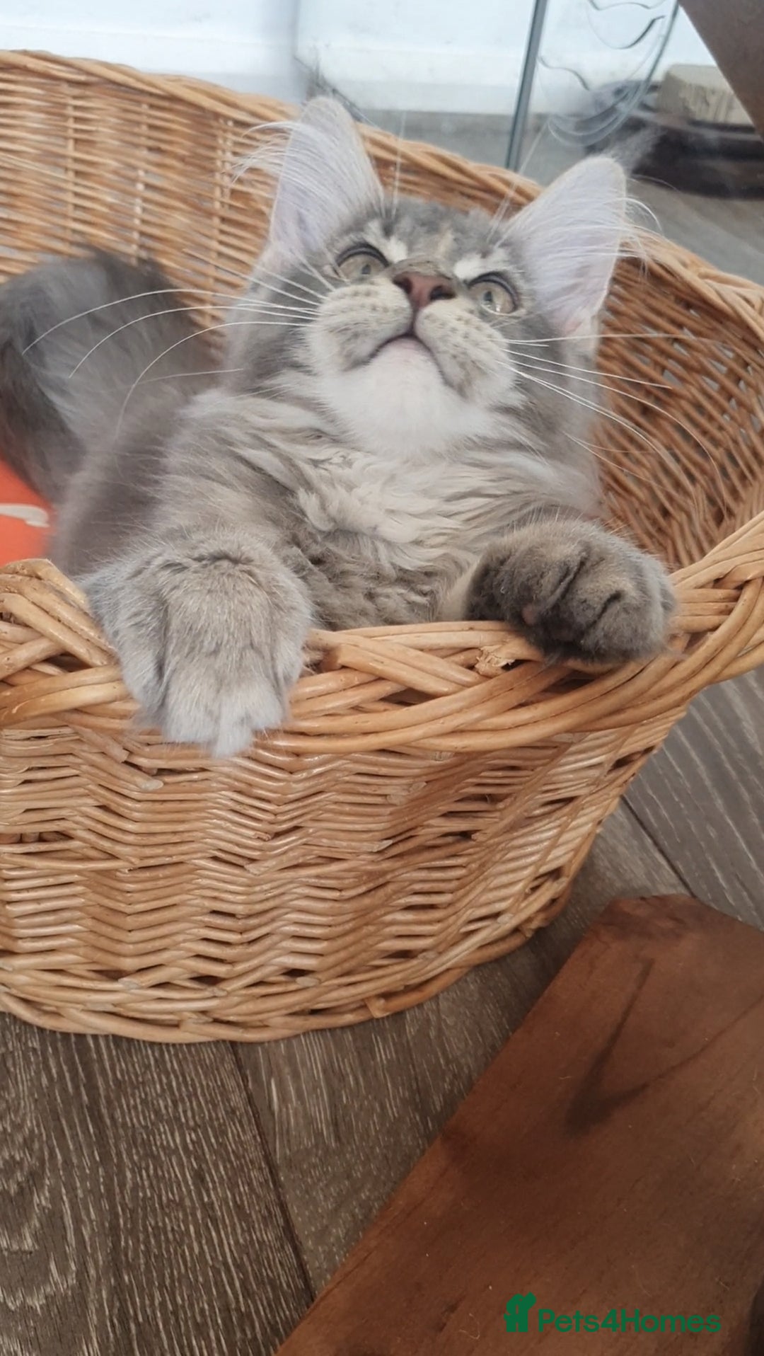 Maine Coon cats for sale: Only one left 🏅TICA🏅Pedigree maine coon kitten  - Image 6