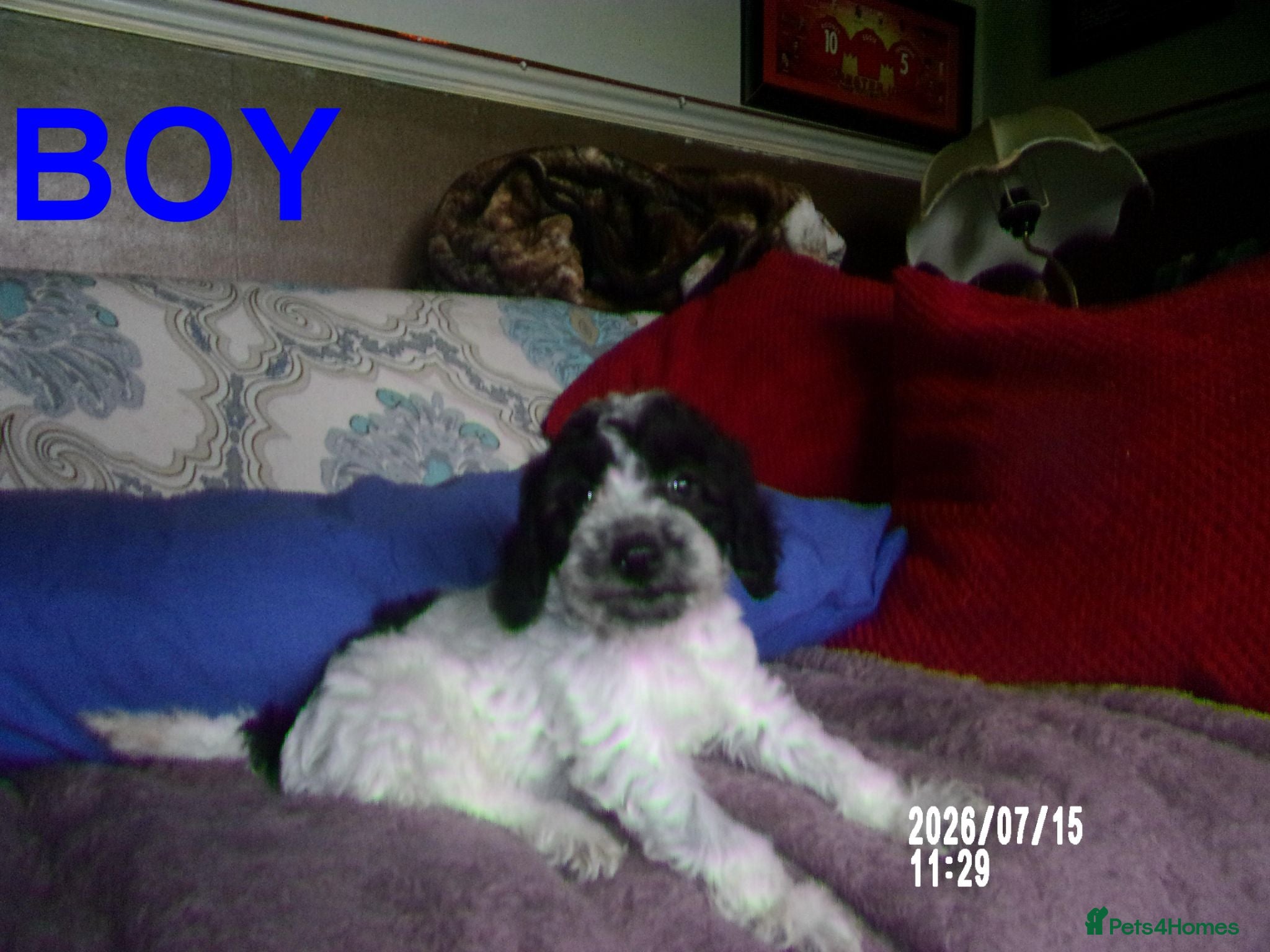 Cockapoo dogs  Cockapoo puppies 1 boy 3 girls £700 - Advert 2