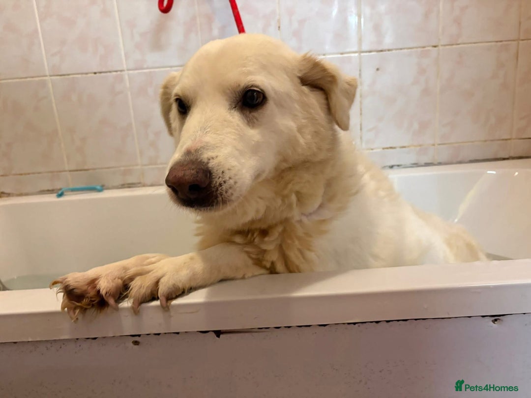 Mixed Breed dogs for adoption: Paloma - Norwich Norfolk  - Advert 2