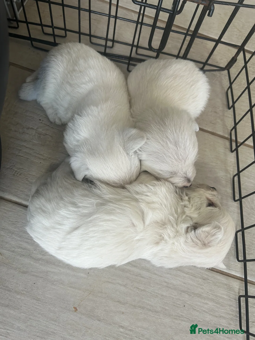 West Highland Terrier dogs for sale: Beautiful West Highland Pups - Advert 2