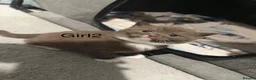 British Shorthair cats for sale: Charming British Shorthair Kittens - Advert 2