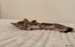 Mixed Breed cats for sale: Two Female Cats - Image 3