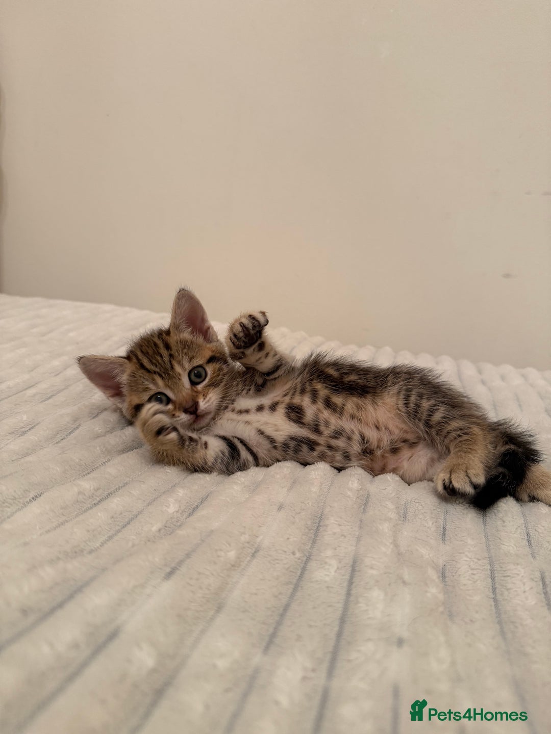 Mixed Breed cats for sale: Two Female Cats - Image 3