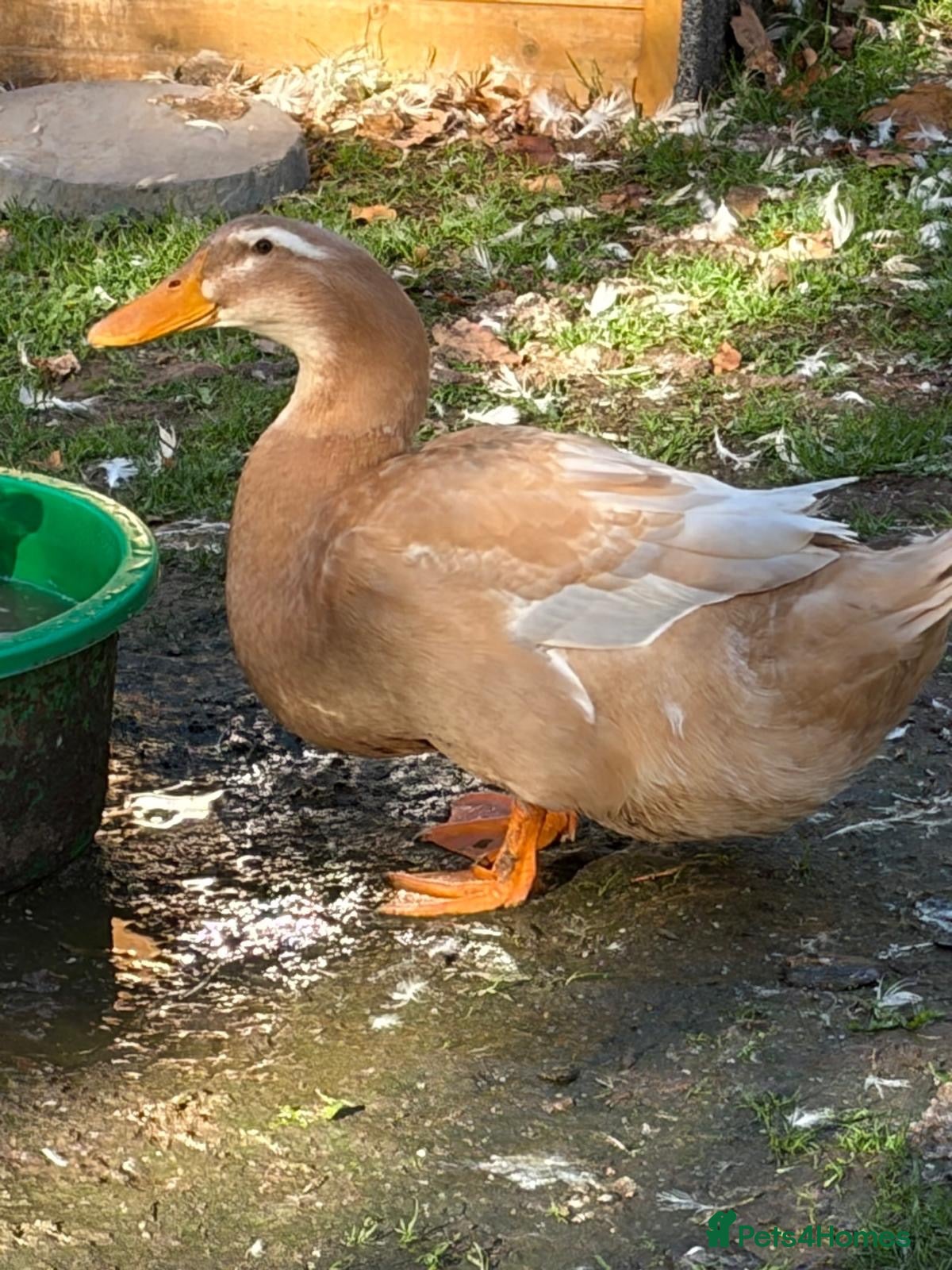 Ducks poultry Mixture of ducks  - Advert 1