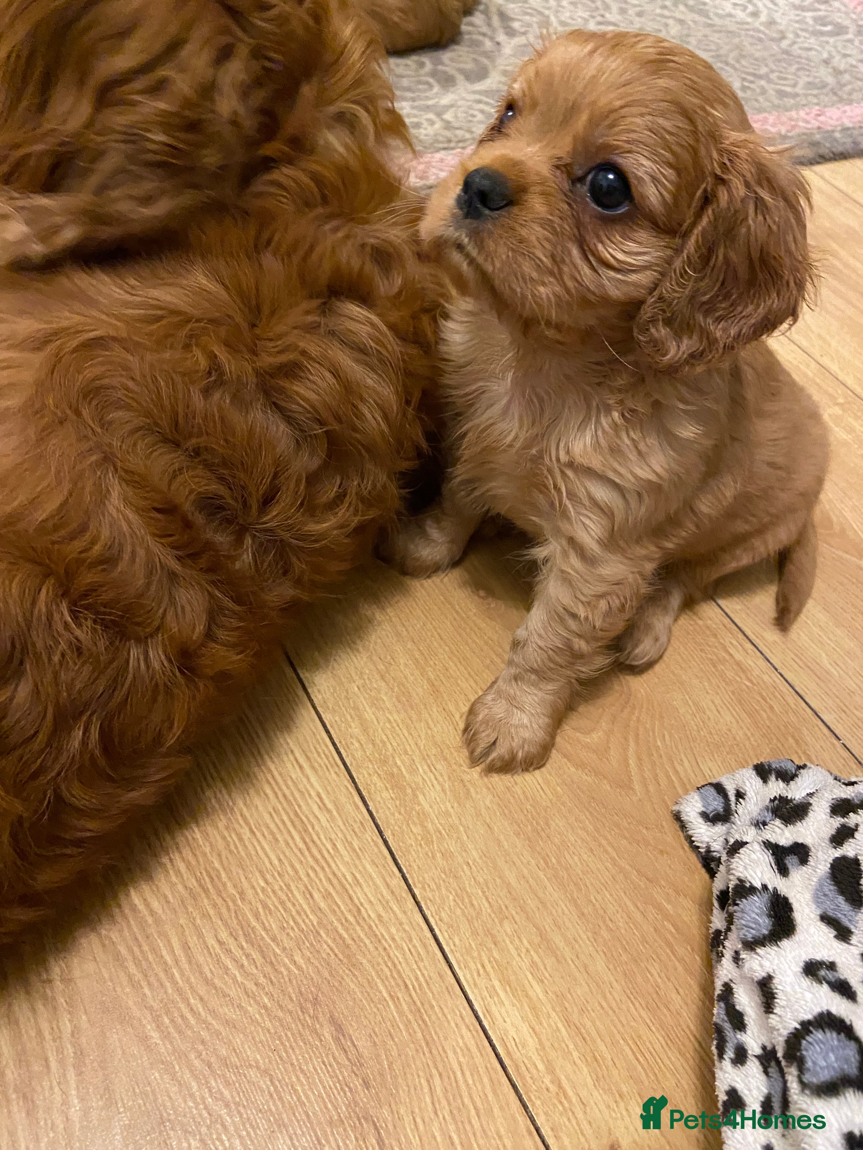 Cavalier King Charles Spaniel dogs Exceptional, ruby pure bred Cavaliers - Advert 8