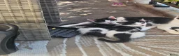Mixed Breed cats for sale: Kittens  - Advert 6
