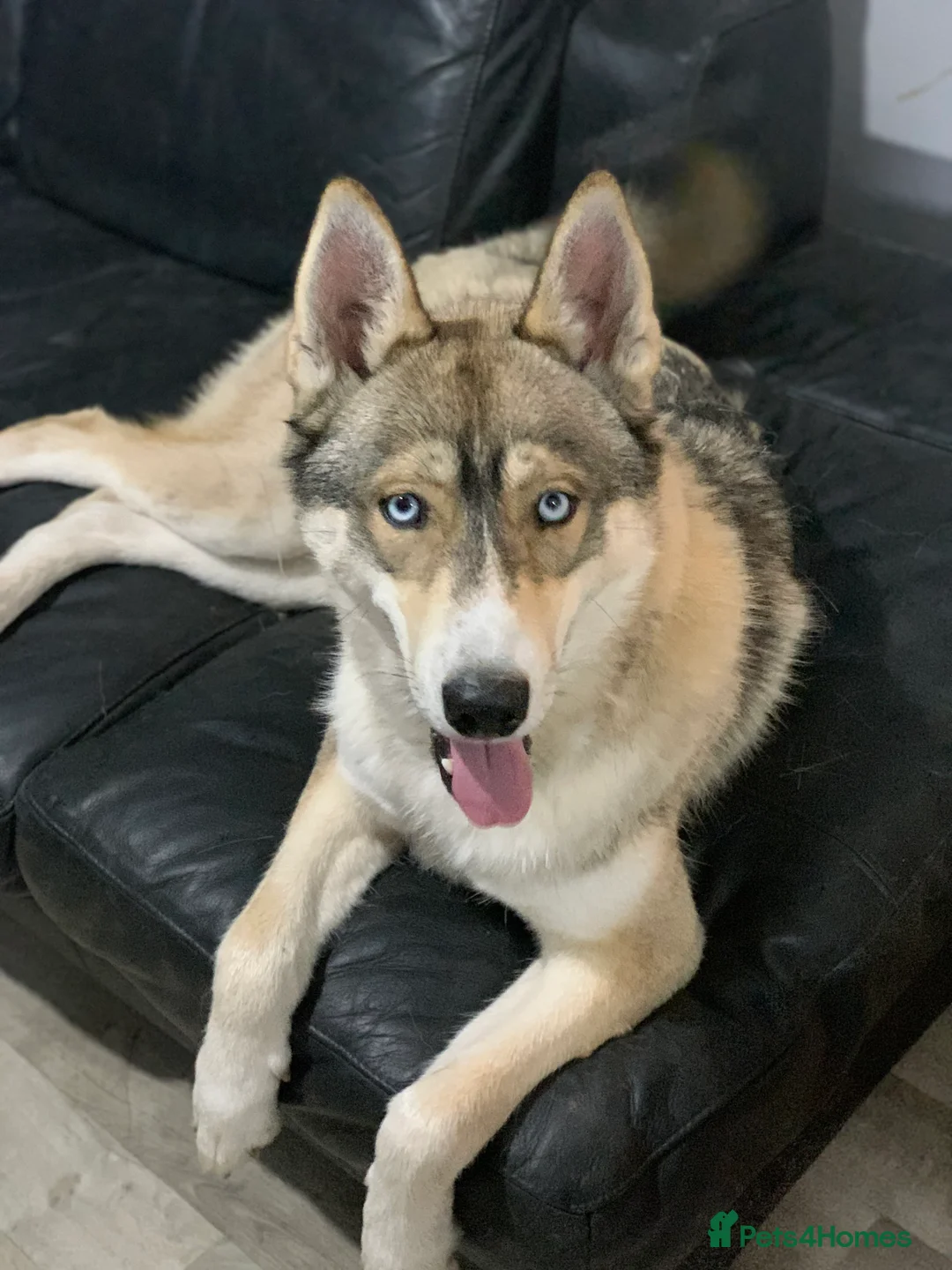 Siberian Husky dogs for stud: EXTREMELY RARE SABLE AGOUTI SIBERIAN HUSKY STUD in Coalville - Advert 9
