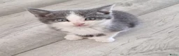 Mixed Breed cats for sale: 5 stunning kittens looking for  there new homes  - Advert 7