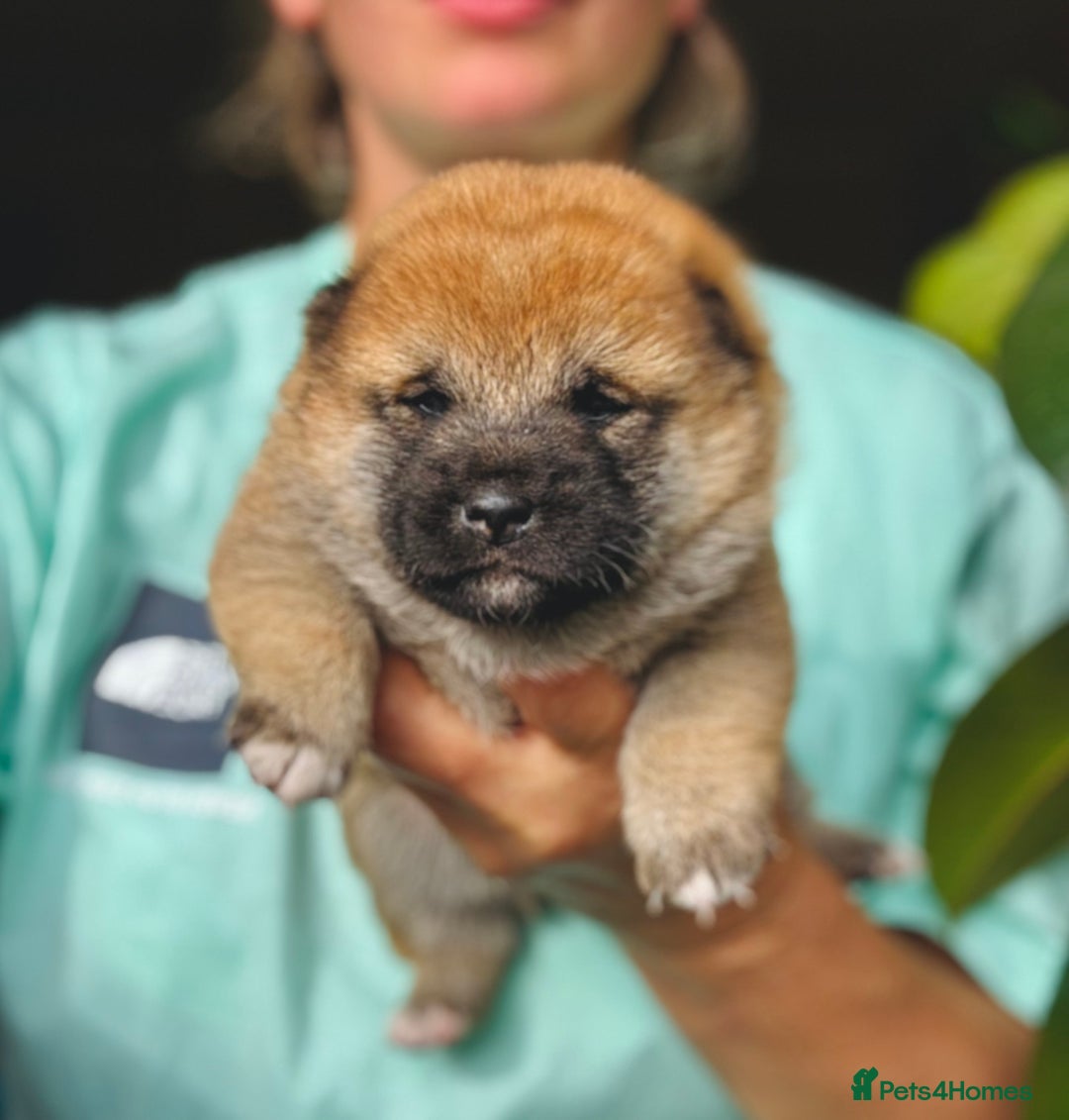 Japanese Shiba Inu dogs for sale: KC reg Japanese Shiba Inu puppies  - Image 11