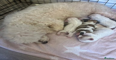 Mixed Breed dogs - Advert 15