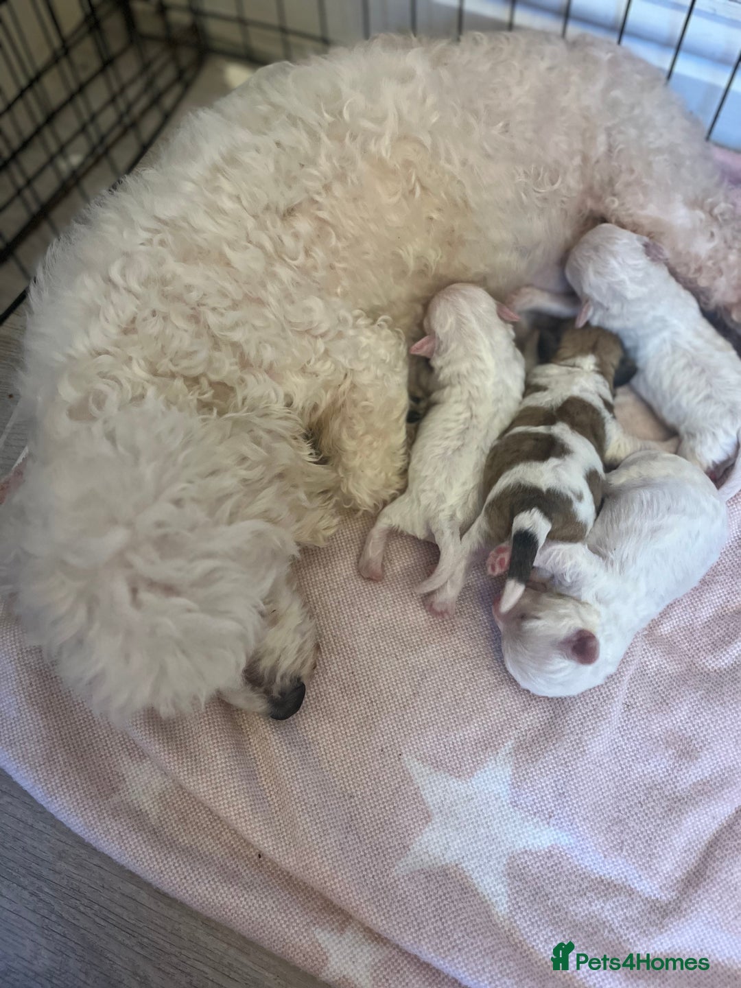 Mixed Breed dogs for sale: Bichon mix pups  - Image 4
