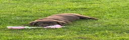 Labrador Retriever dogs for sale: Chocolate Labradors  - Advert 8