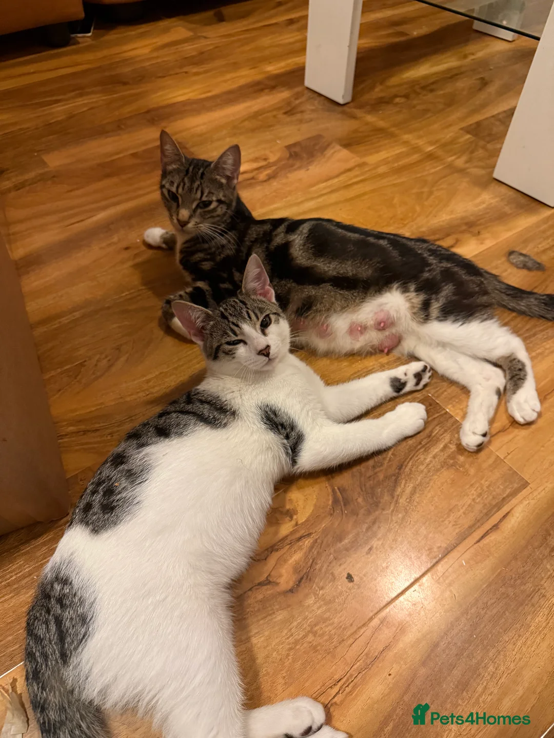 Mixed Breed cats for sale: Adorable Mixed-Breed Kittens: Black,Tabby & Tuxedo in Dagenham - Advert 9