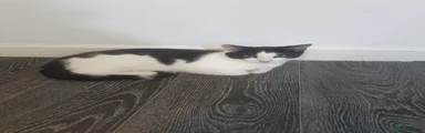 Domestic Shorthair 5