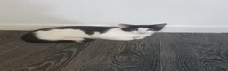 Domestic Shorthair cats for sale: Black and white kitten - Advert 2